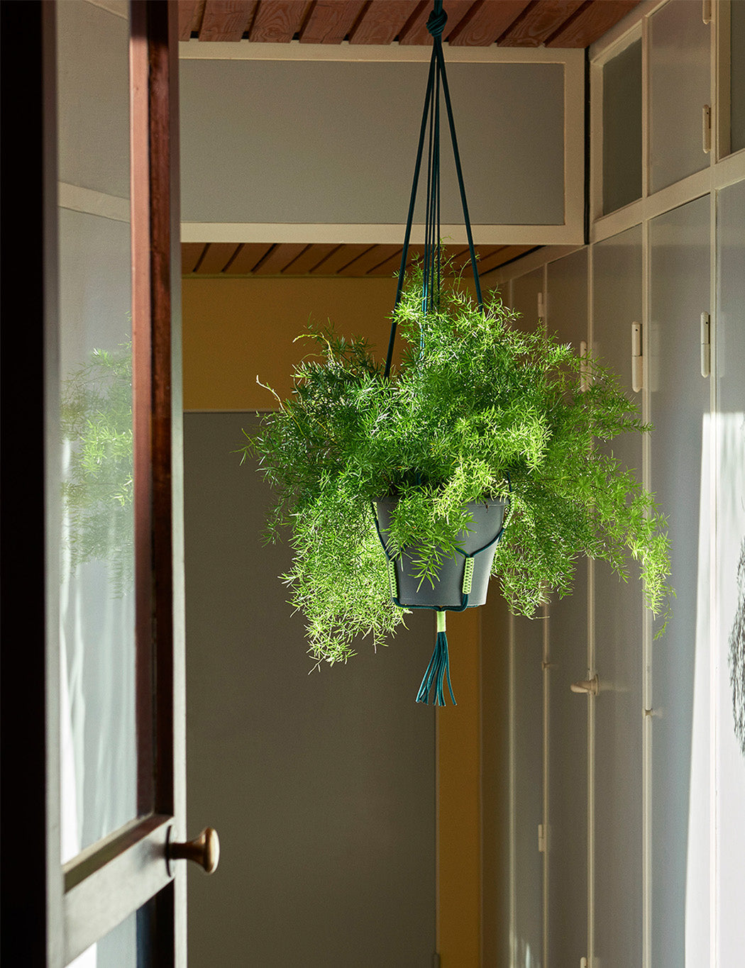Phanta Plant Hanger - #color_green